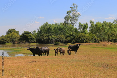 Fototapeta Naklejka Na Ścianę i Meble -  herd of water buffalo in a open plain by a lake. tropical outback slow lifestyle. living off grid theme.