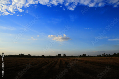 a single cloud in a clear sky scene surrounded by glove of clouds. low hanging cloud over a harvested rice field. © suebsiri