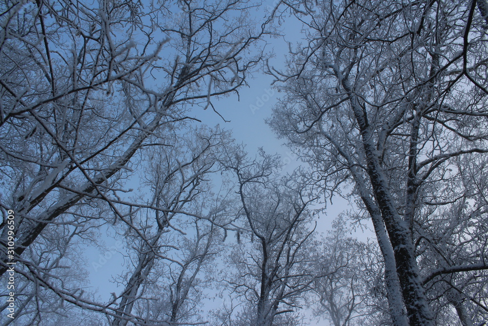 trees in winter trees in winter