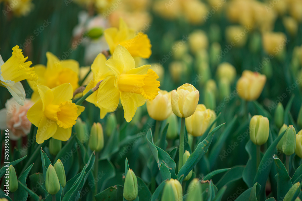 Fototapeta premium amazing yellow daffodils flower field.