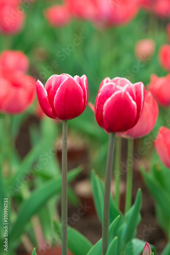 Beautiful colorful red  tulip background photo.