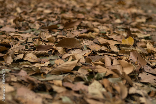 Fallen yellow leaves lying on the ground closeup background detail - Golden autumn colorful season changing concept nature scene scene wallpaper. Selective focus..