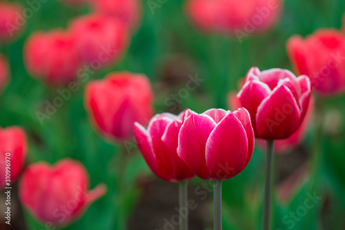 Beautiful colorful red  tulip background photo.