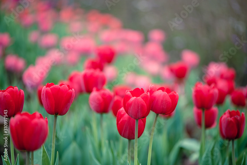 Beautiful colorful red tulip background photo.