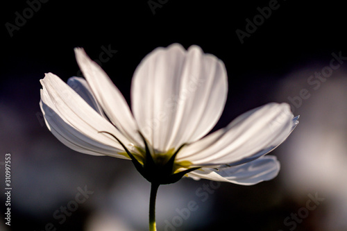 Fototapeta Naklejka Na Ścianę i Meble -  Selective focus beautiful white cosmos flower blooming in a garden.