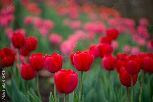 Beautiful colorful red tulip background photo.