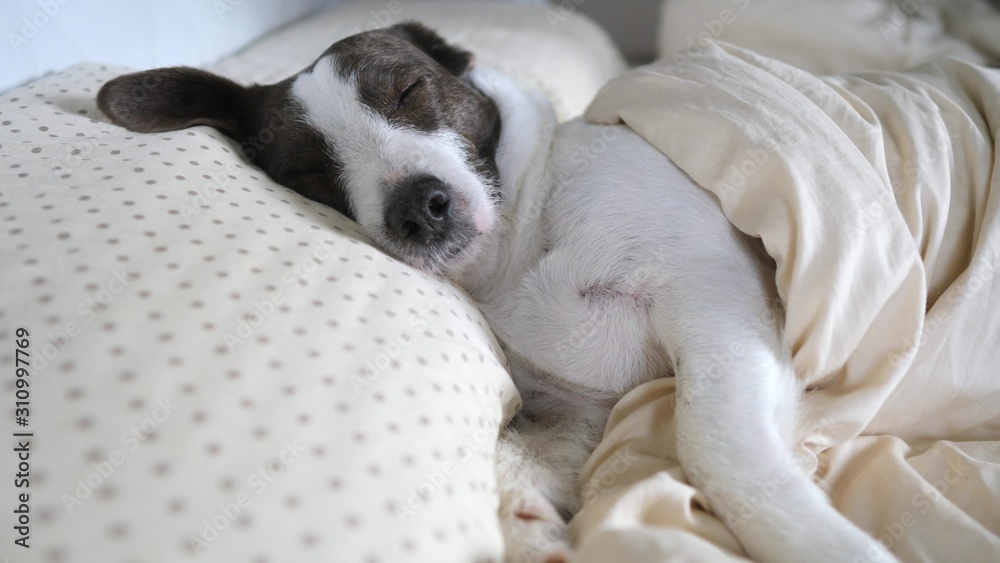 Cute Dog Sleeping At Home In Human Bed Covered With Blanket Cute Dog Sleeping At Home In Human Bed Covered With Blanket