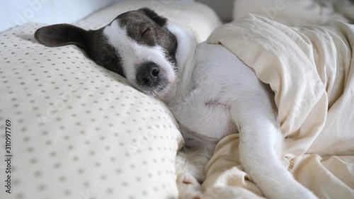 Cute Dog Sleeping At Home In Human Bed Covered With Blanket