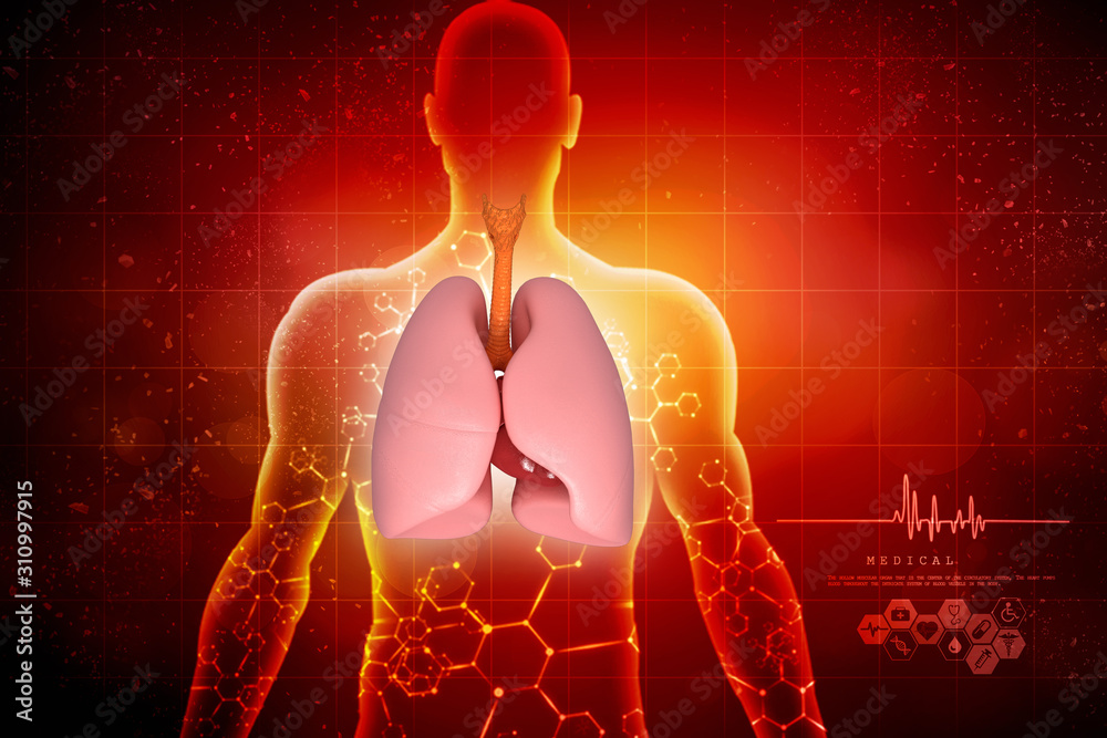 Healthy Human Lungs 3d illustration Healthy Human Lungs 3d illustration