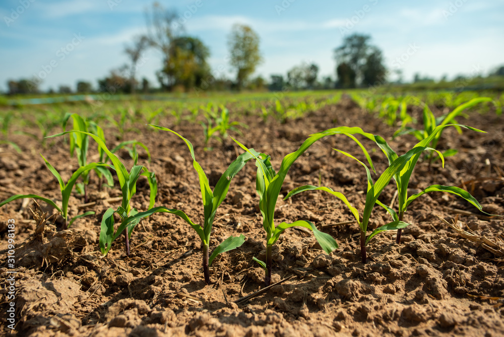 agricultural field on which there were young sprouts of corn agricultural field on which there were young sprouts of corn