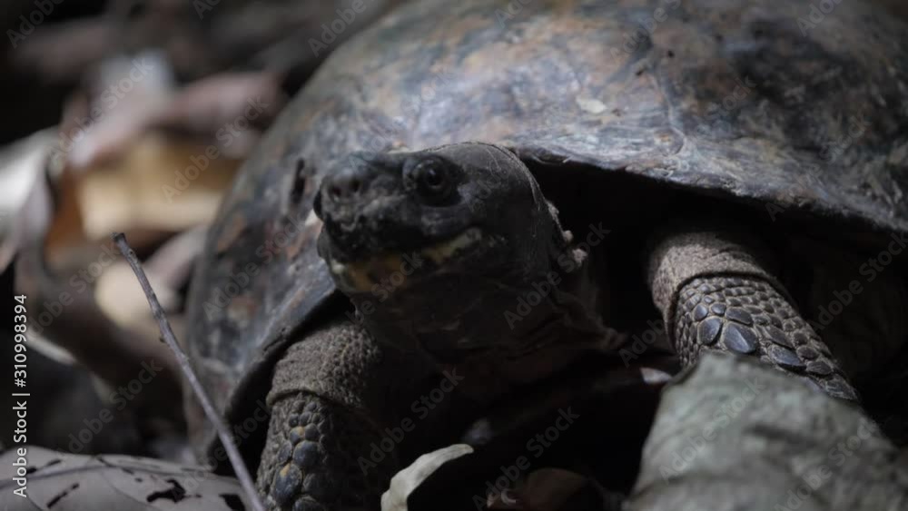 Wild tortoise on forest floor in Sumatran rainforest looking around - slow motion Wild tortoise on forest floor in Sumatran rainforest looking around - slow motion