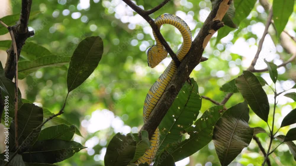 Wild viper snake on branch in Sumatran rainforest Wild viper snake on branch in Sumatran rainforest