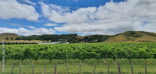 Napier, North Island / New Zealand - December 21, 2019: The vineyards, apple farms and winery estates of Napier photo