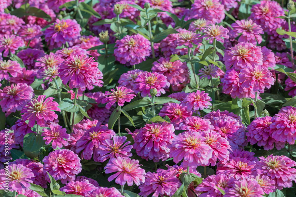Beautiful pink Common Zinnia flower (Zinnia elegans) in the garden.Selective focus Youth-and-age flower close-up on blurred background. Beautiful pink Common Zinnia flower (Zinnia elegans) in the garden.Selective focus Youth-and-age flower close-up on blurred background.
