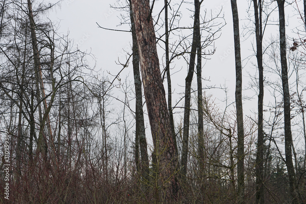 damaged forest background against grey sky