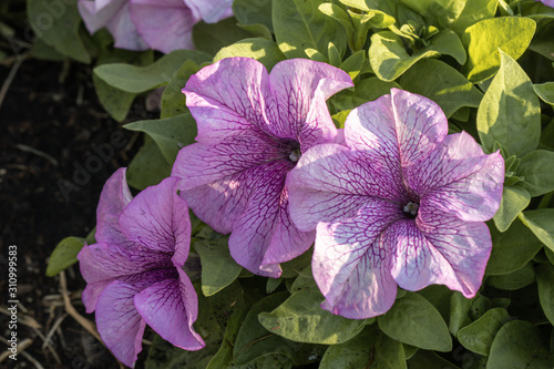 Selective focus beautiful purple Petunia flower blooming in a garden.Close up of Petunia flowers.
