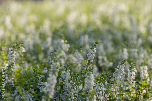 Selective focus white Salvia Flower in the garden.Beautiful white flower in the garden.Sage flower. © alohapatty