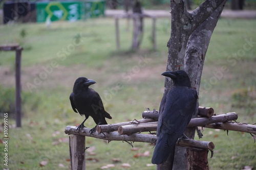@Wachirabenchathat Park (Bangkok, Thailand.) photo