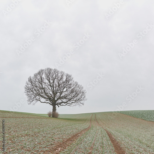 tree on the hill