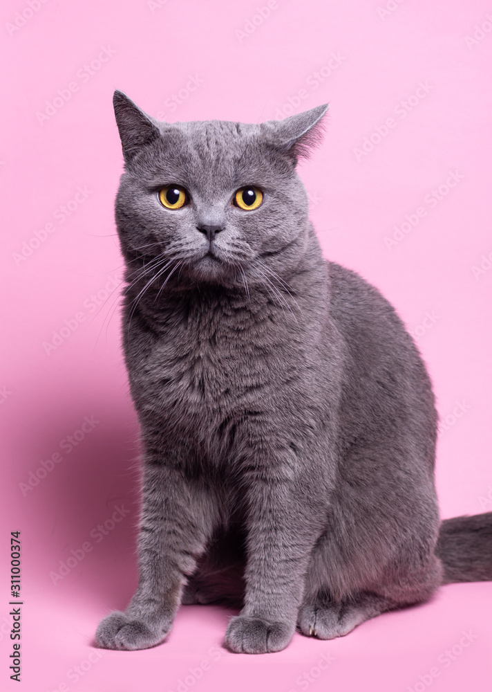 funny British cat portrait on pink background. gray color type, fluffy fur, with copy space