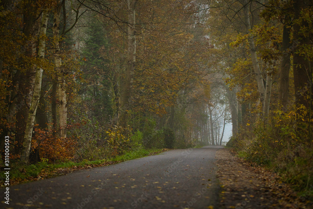 Bunte Herbstbäume - Straße mit einem Weg zwischen den Wäldern