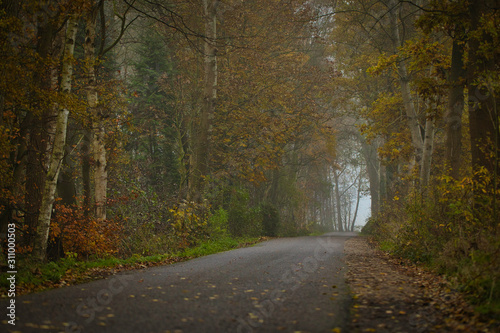 Bunte Herbstbäume - Straße mit einem Weg zwischen den Wäldern © Syed Sheraz Ahmed