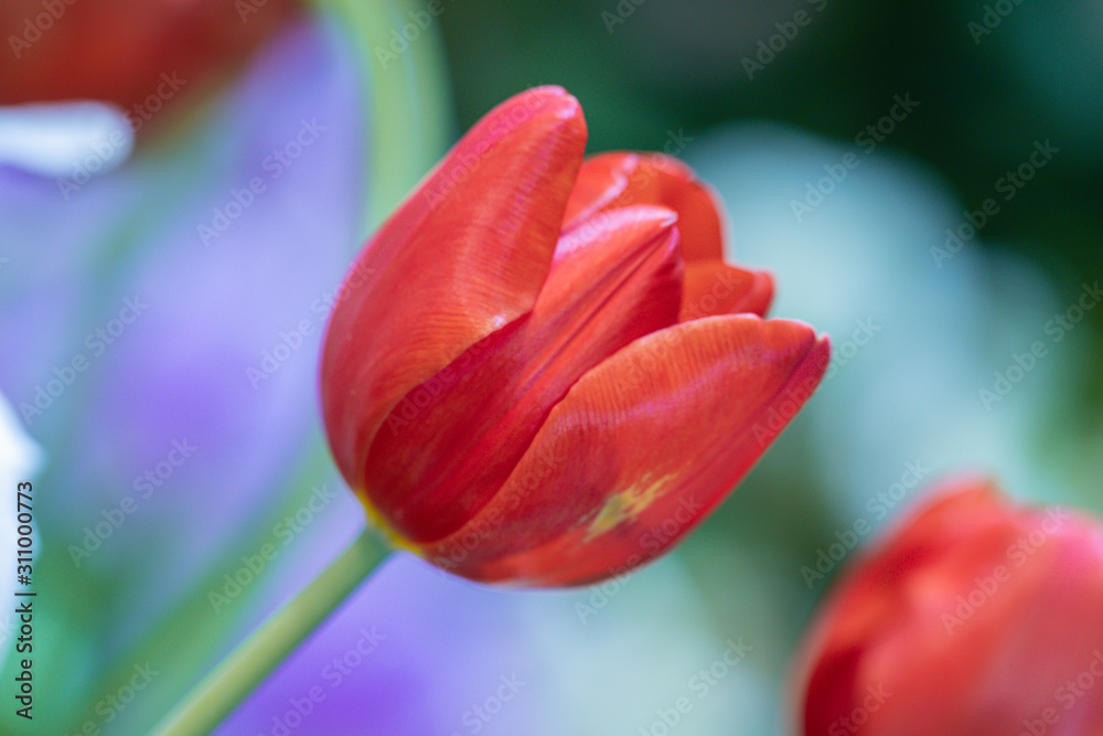 Blurred close up beautiful tulip flower in nature background.Selctive focus Princess Irene tulip flower. Blurred close up beautiful tulip flower in nature background.Selctive focus Princess Irene tulip flower.