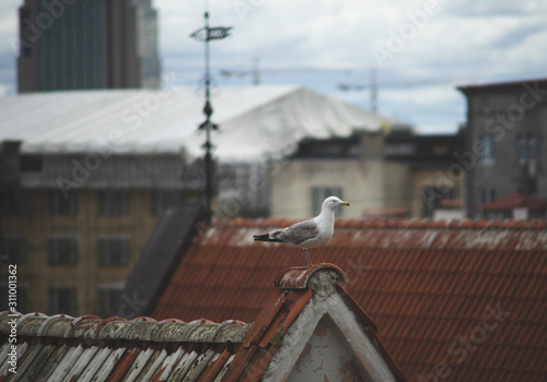 Seagull on a tiled roof in the Old town in Tallinn