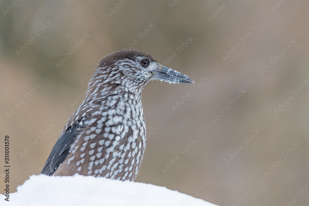 The spotted nutcracker on snow (Nucifraga caryocatactes) The spotted nutcracker on snow (Nucifraga caryocatactes)
