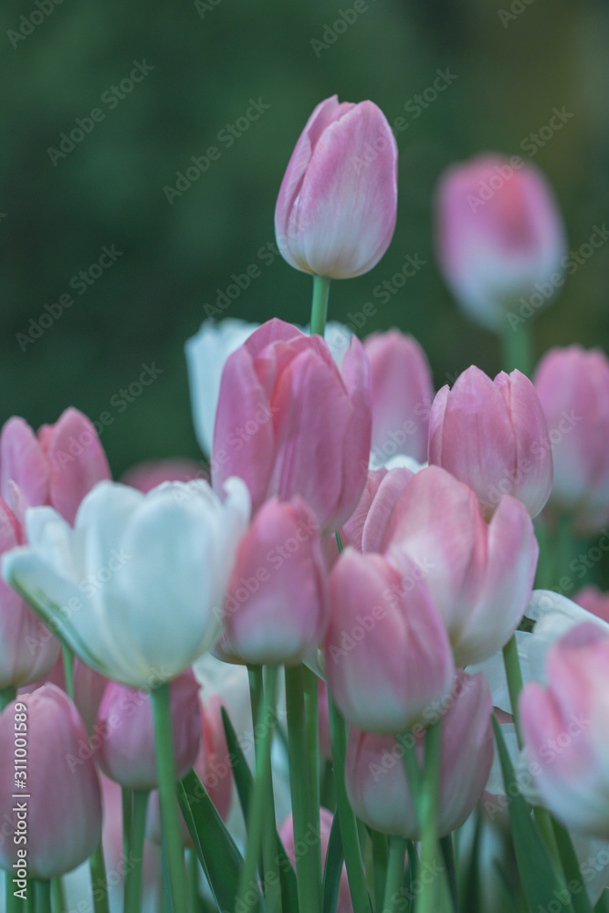 Blurred beautiful pink tulips flower in nature background.Flowers soft blur colors sweet tone background. Blurred beautiful pink tulips flower in nature background.Flowers soft blur colors sweet tone background.