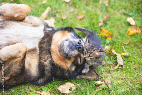Big dog with a small kitten - best friends lying on the grass in autumn. Kitten touched a dog
