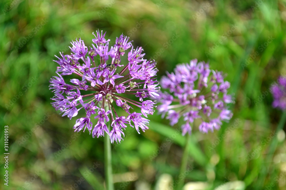 Closeup onion flower in summer in the garden. Wild onion blooms with a purple bud. Wildflower seeds Closeup onion flower in summer in the garden. Wild onion blooms with a purple bud. Wildflower seeds