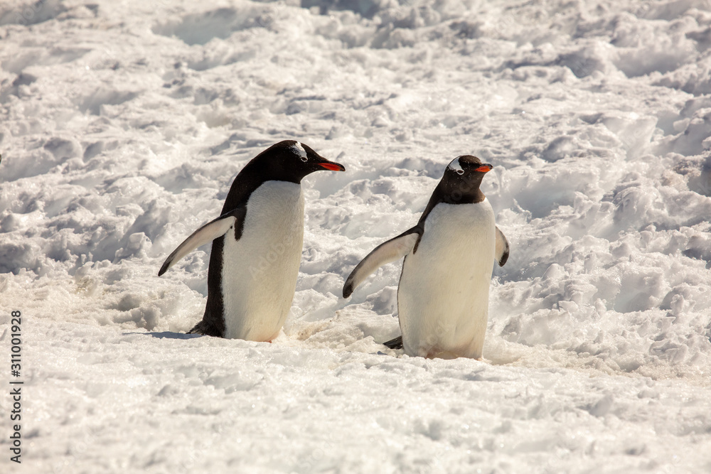 Pair of gentoo penguins, Antarctica 