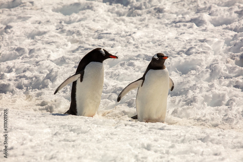 Pair of gentoo penguins  Antarctica 