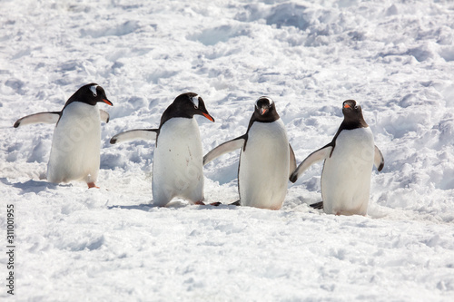 Gentoo penguins in Antarctica © Bruce