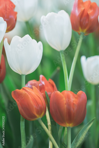 Blurred beautiful  tulip flower in nature background.Flowers soft blur colors sweet tone background.