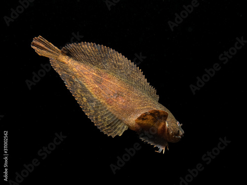 snailfish in the white sea
