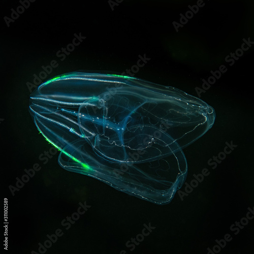 ctenophore in the white sea