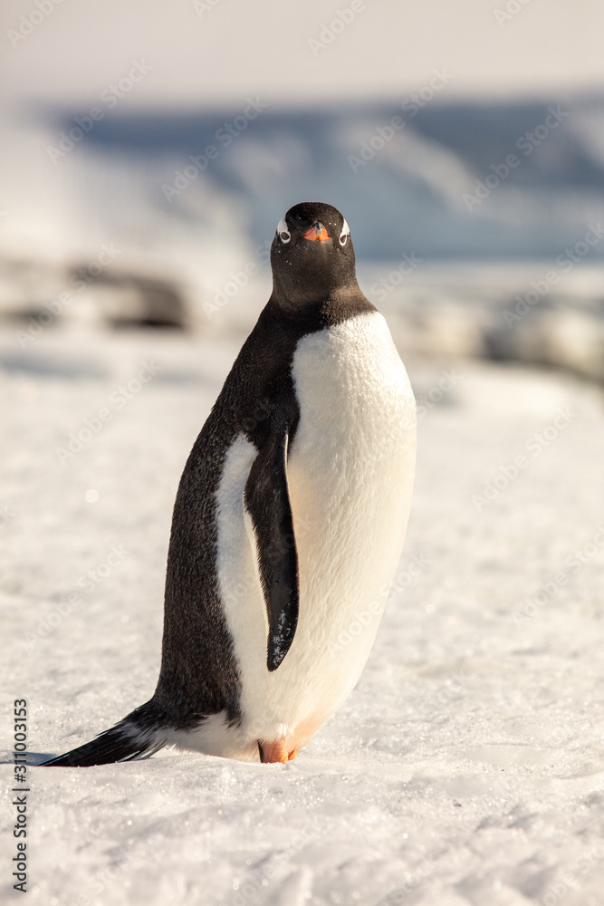 Obraz premium penguin in antarctica