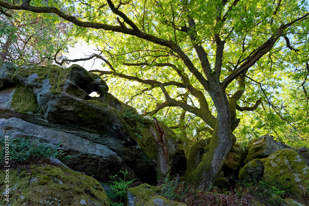 Nemours forest in the french Gâtinais regional nature park Nemours forest in the french Gâtinais regional nature park