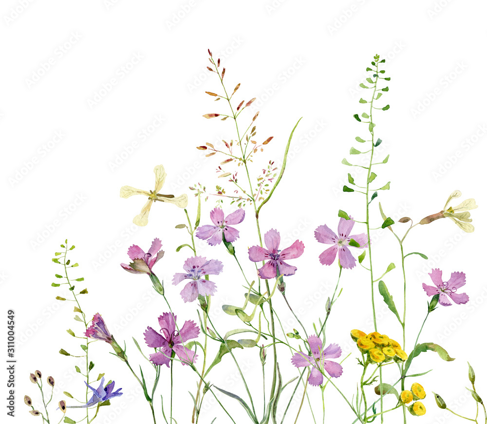 Obraz Tło akwareli dzikich kwiatów goździków, wrotyczu pospolitego i ziół