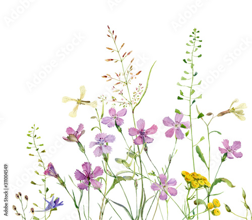 Background of watercolor wild flowers carnations, tansy and herbs