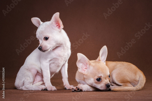 Two chihuahua dogs in studio on brown background