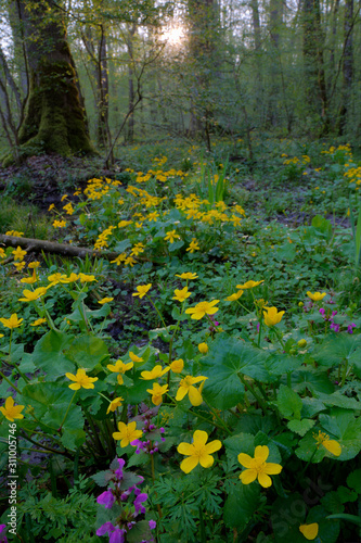 The marsh-marigold from flooded oak forest