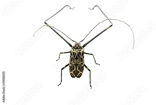 male Harlequin Beetle (Acrocinus longimanus) with long mustache and front paws isolated on white. Insects of South America, Mexico, Argentina. Cut out, top view photo