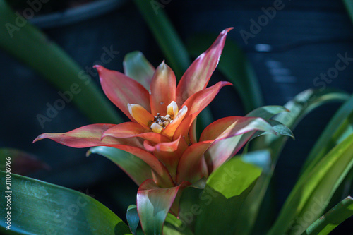 Close up orange bromeliads flower in a garden.The bromeliads are a family of monocot flower plants or Aechmea fasciata.