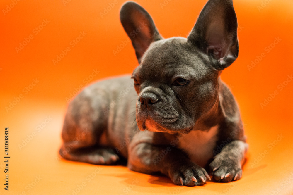 Close-up of a french bulldog puppy lying on a bright contrasting background