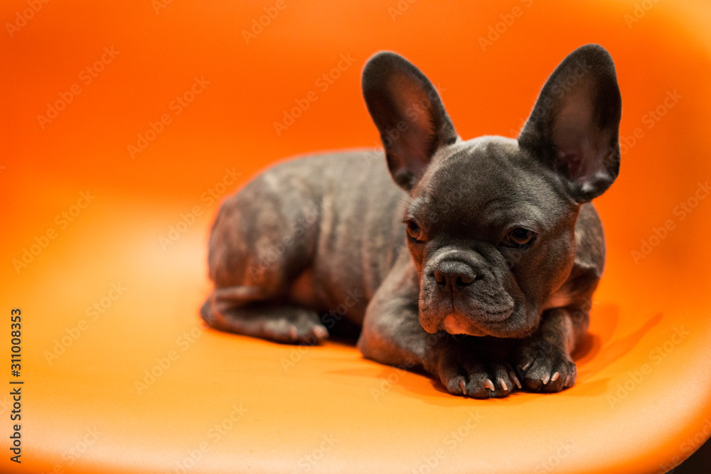 French bulldog puppy lies on a bright contrasting background