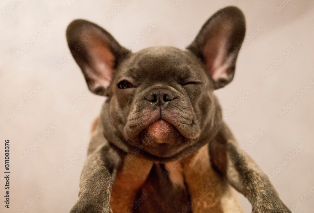Squinting french bulldog puppy is held in hands in bright mittens on a gray wall background