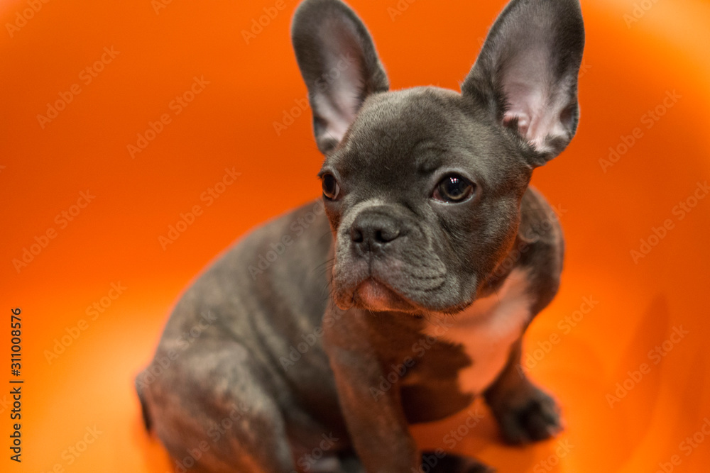 Gray bulldog puppy cleverly looks away, sitting on a bright background